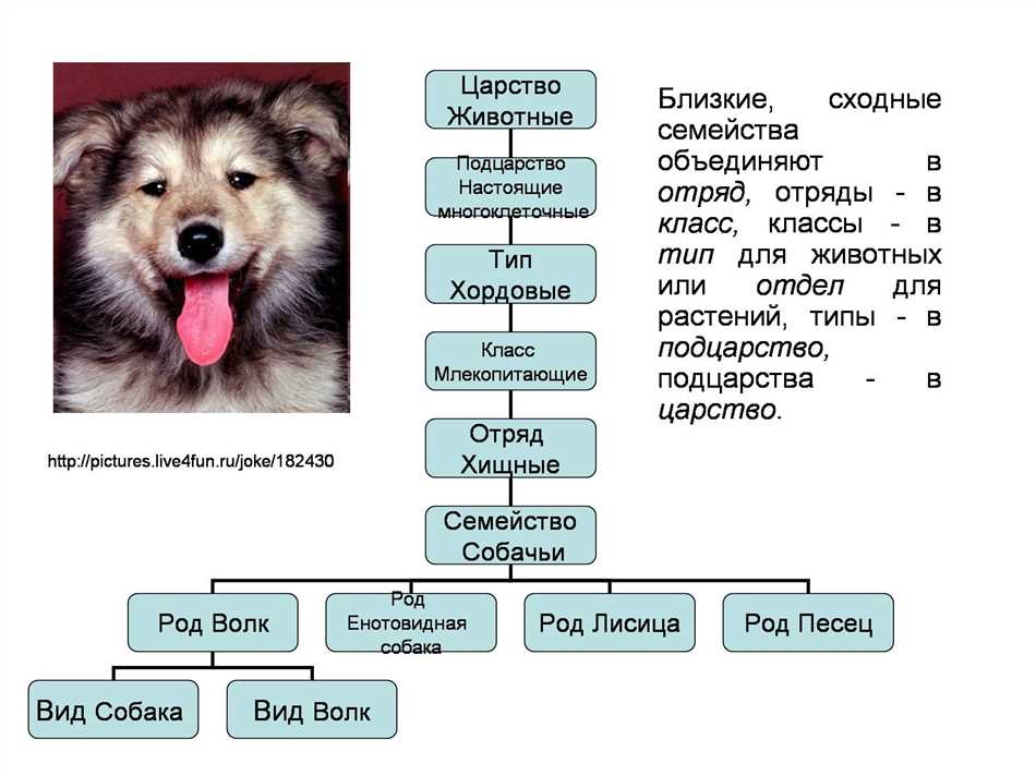 Описание класса млекопитающих