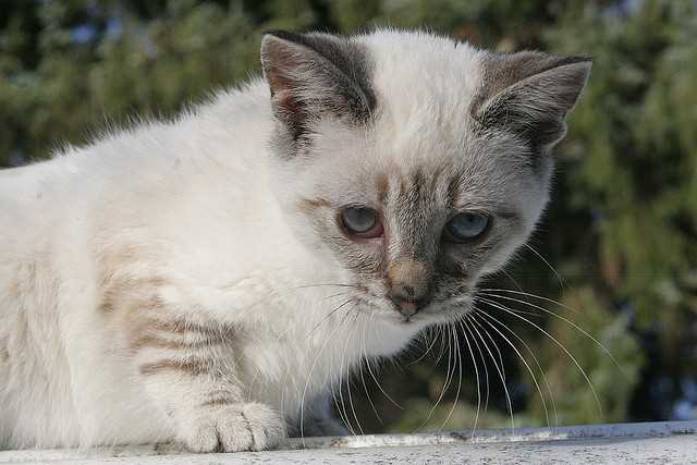 Как быстро появляются симптомы у котенка при отравлении препаратом от блох?