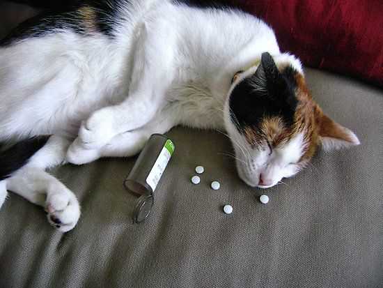 Раздел 2: Как быстро проявляются симптомы отравления у котенка после применения препарата от блох?