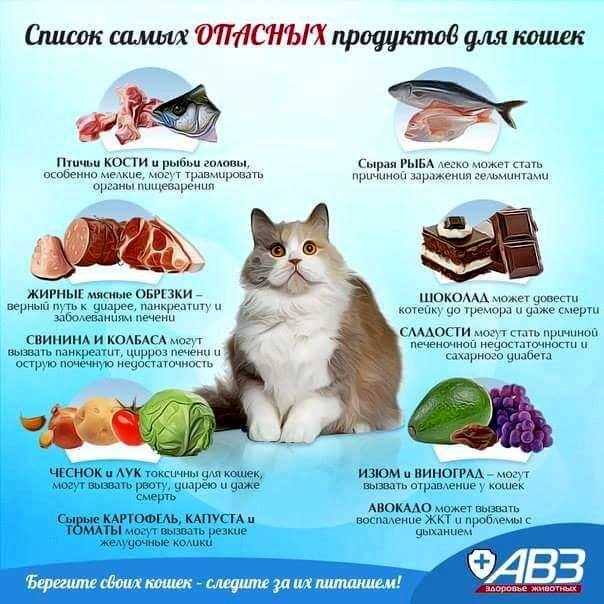 Особенности питания мейн куна котят