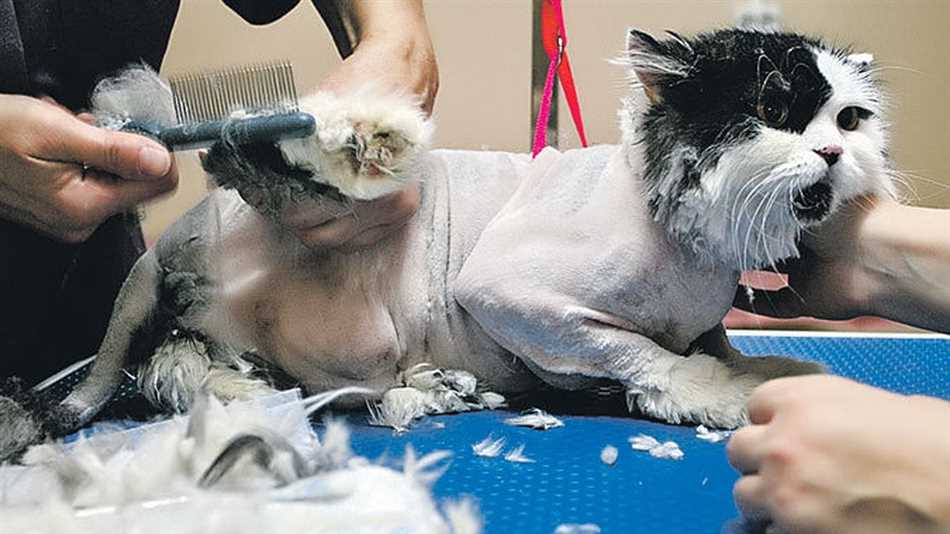 Как часто можно коротко брить кошек?