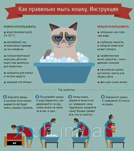 Некоторые полезные советы о мытье кошек