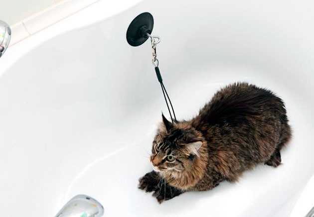 1. Вытирайте кота сухим полотенцем.