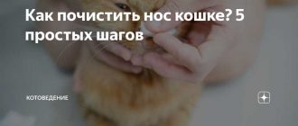 Как чистить нос коту?