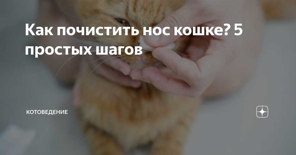 Как чистить нос коту?