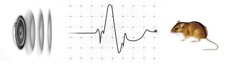 Ультразвук и крысы: особенности восприятия
