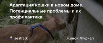 Как долго адаптируется кошка в новом доме при наличии второй?