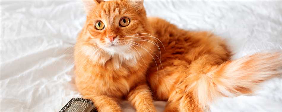 Как долго линяет длинношерстная кошка?