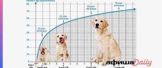 Возраст собаки: как переводятся годы собаки в человеческие