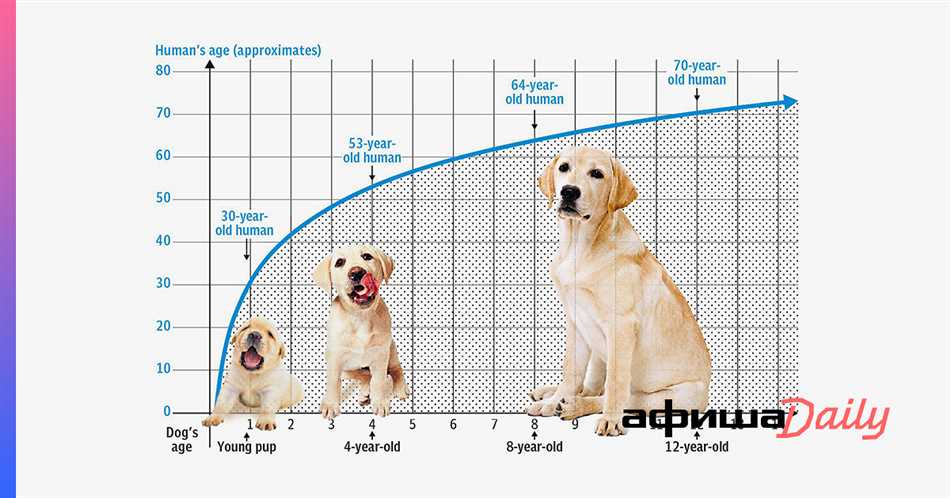 Как исчисляются годы жизни собаки на человеческом?