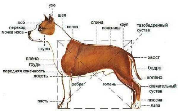 Как измеряется рост собаки?