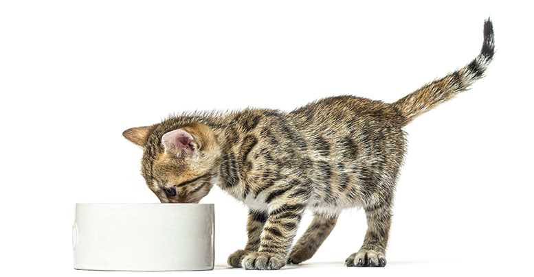 Как определить оптимальную порцию пищи для бенгальского котенка?