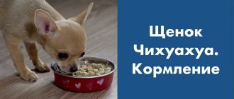 Как кормить чихуахуа?