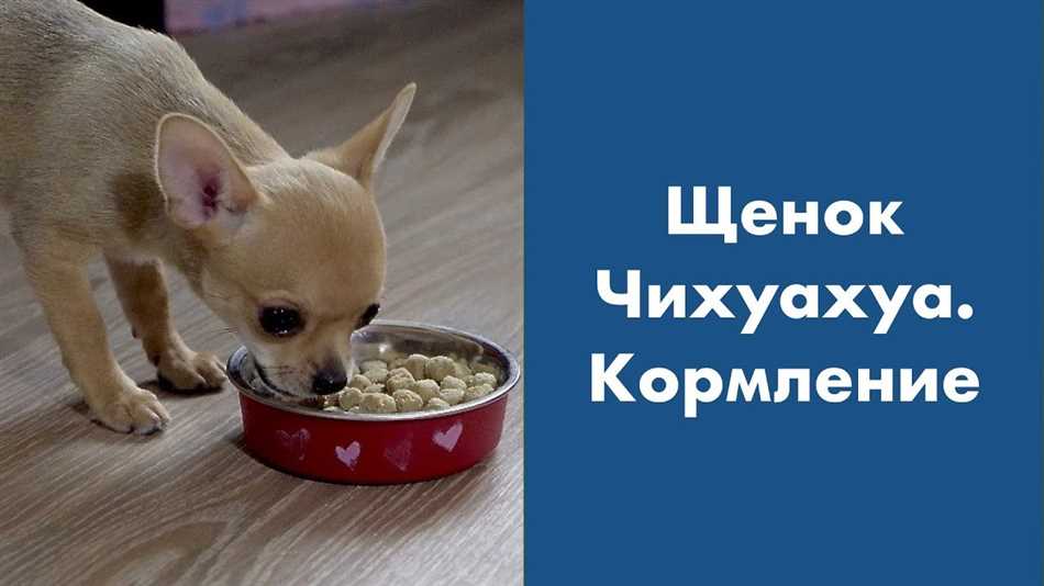 Как кормить чихуахуа?