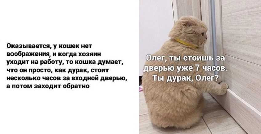 Как кошка понимает кто ее хозяин?