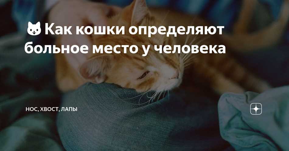 Как кошки показывают, что у них болит?