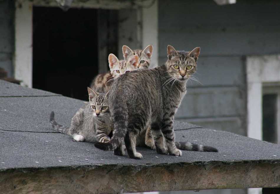 Как кошки отличают своих котят от чужих