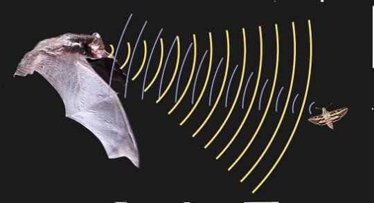 Как летучие мыши реагируют на ультразвук?