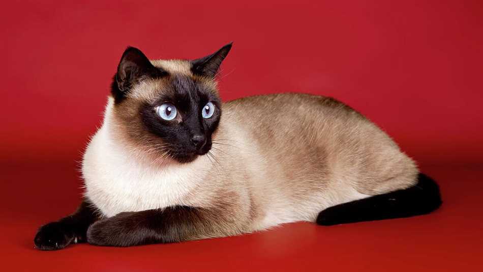 Особенности окраса сиамского кота