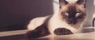 Как меняется окрас сиамского кота?