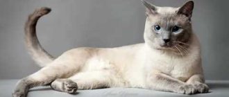 Как меняется окрас у тайских котят?