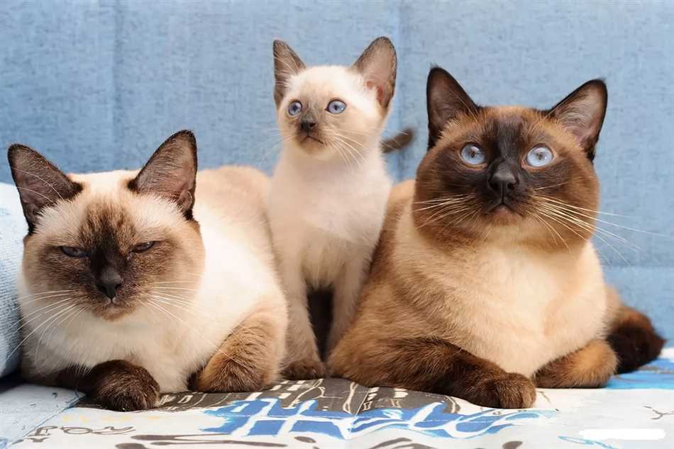 Основные факты о окрасах тайских котят