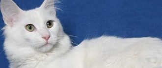 Как можно назвать белого кота с голубыми глазами?