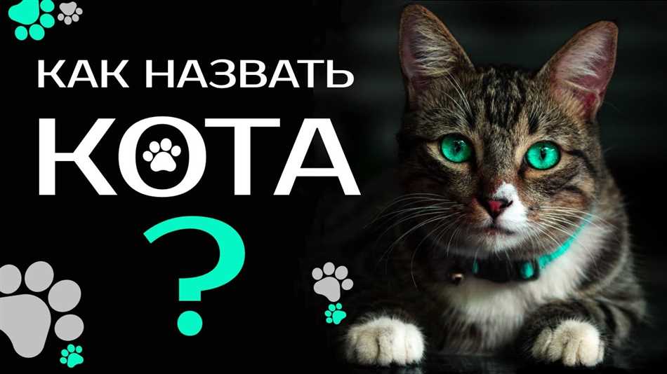 Как можно назвать кота на 