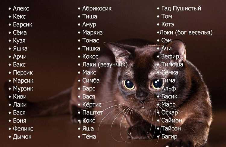 Королевские имена для кошек