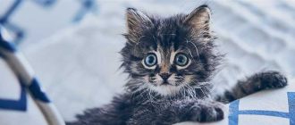 Как можно назвать серого котенка в котах воителях?