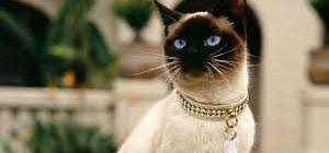 Как можно назвать сиамского кота?