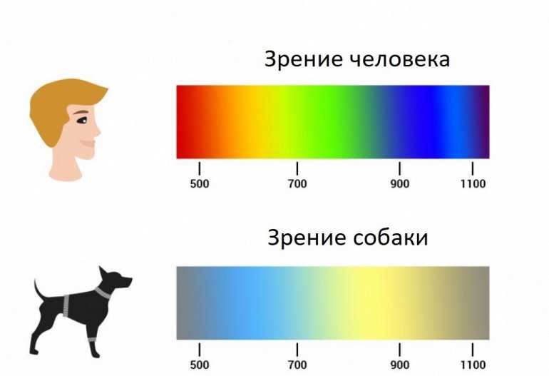 Особенности зрительной системы собак