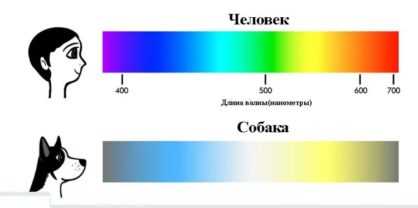 Как нас видят собаки?