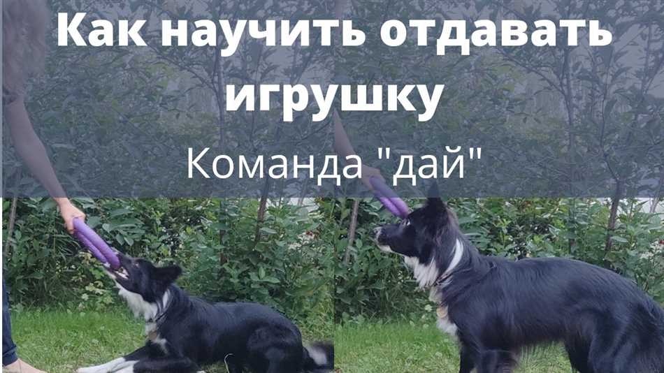 Как научить собаку команде нос?