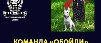 Как обучить собаку команде "обойди" в домашних условиях? | Полезные советы