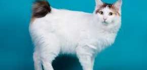 Как называется окрас у кошек ван?