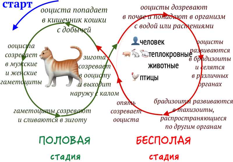 Механизм действия паразита