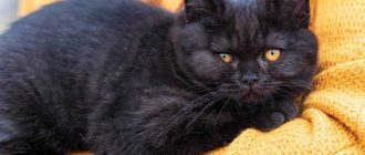 Как называется порода черных котов?