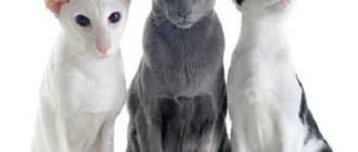 Как называется порода кошек без шерсти?