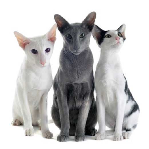 Как называется порода кошек без шерсти?