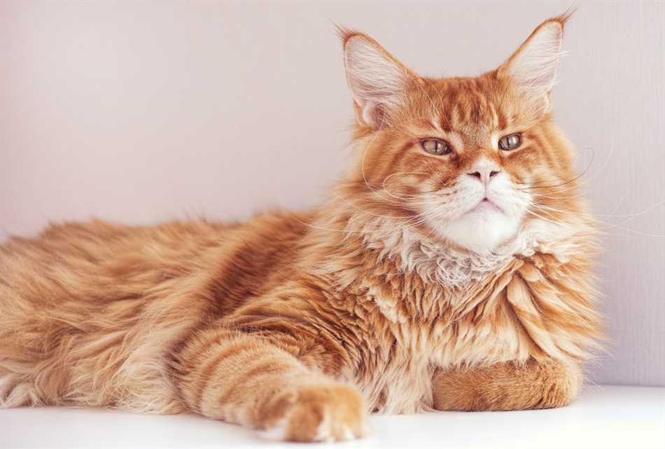 Породы кошек, которые отличаются большим размером и пушистой шерстью