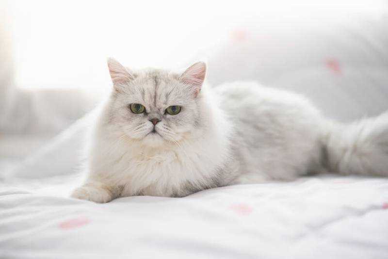 Норвежская лесная кошка: кошка-сказка с великолепной густой шерстью