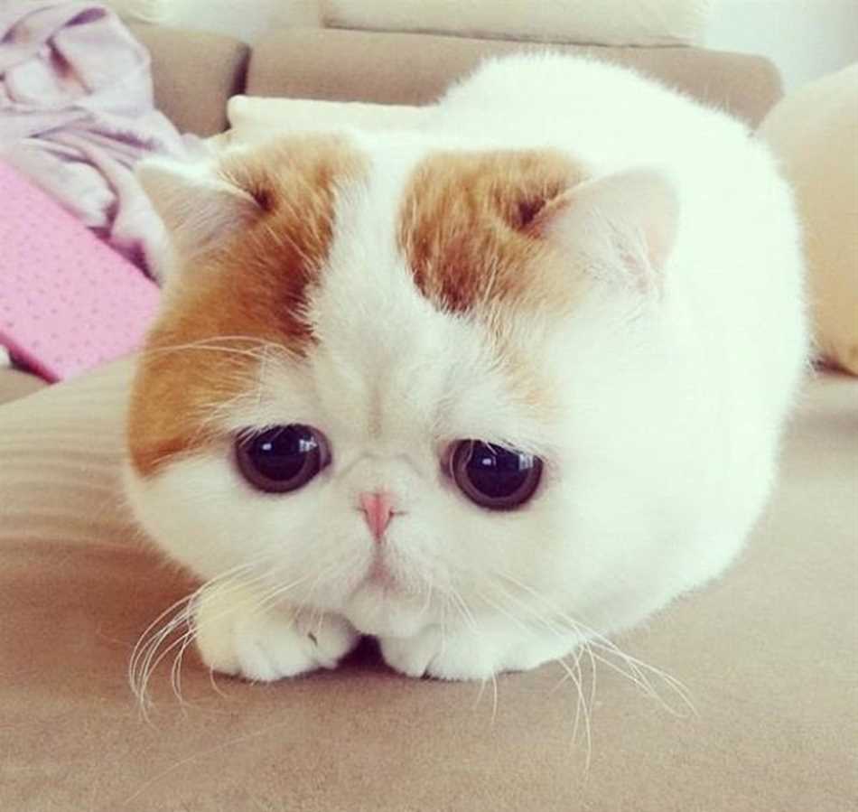 Какая порода кошек считается грустной?