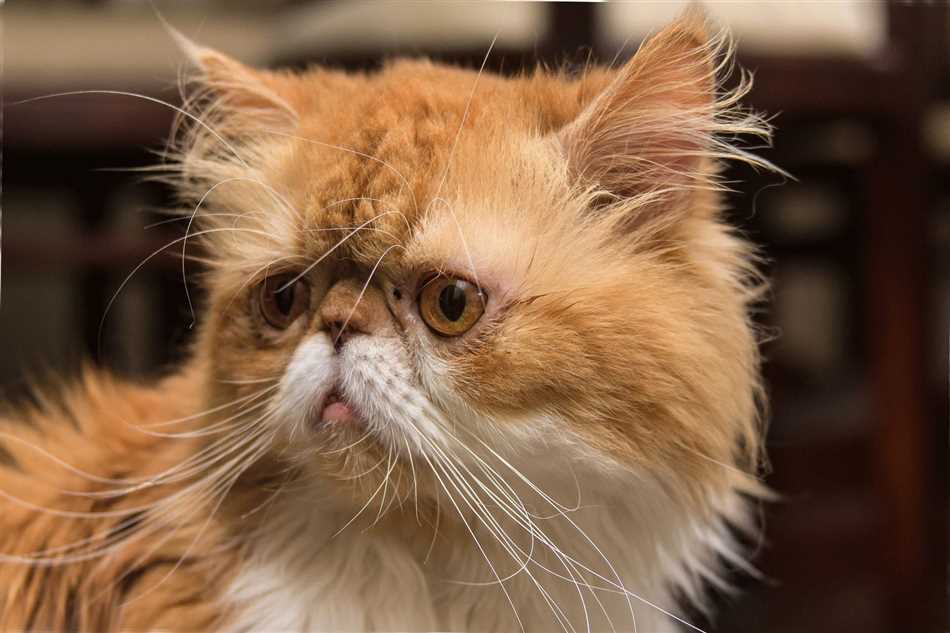 Как называется порода кошек грустных?