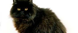 Как называется порода кошек которые всегда черные?