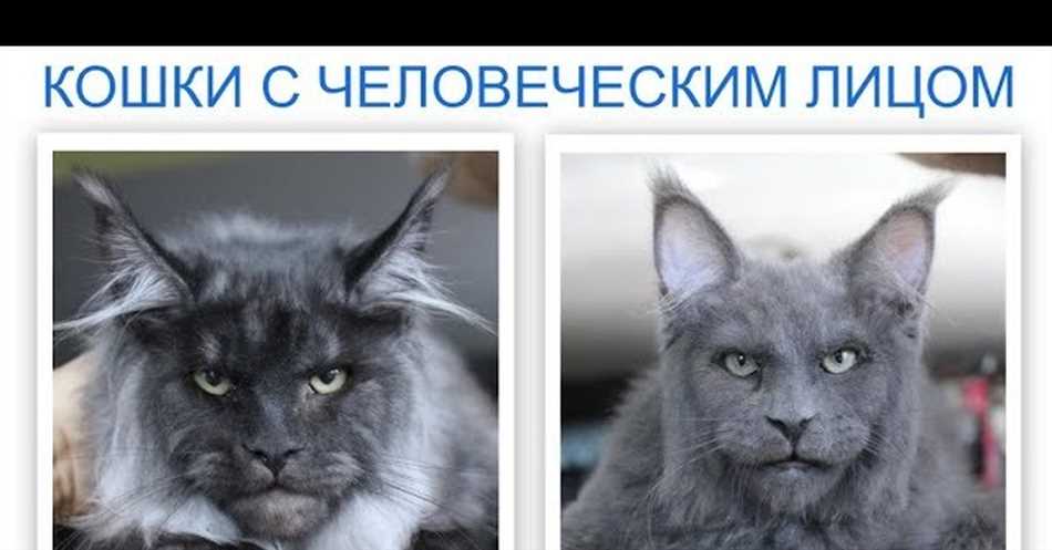 Как называется порода кошек с человеческим лицом?