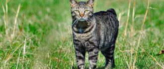 Как называется порода кошек с острова Мэн?