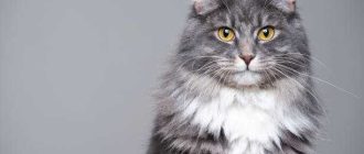 Как называется порода однотонных серых кошек с жёлтыми глазами?