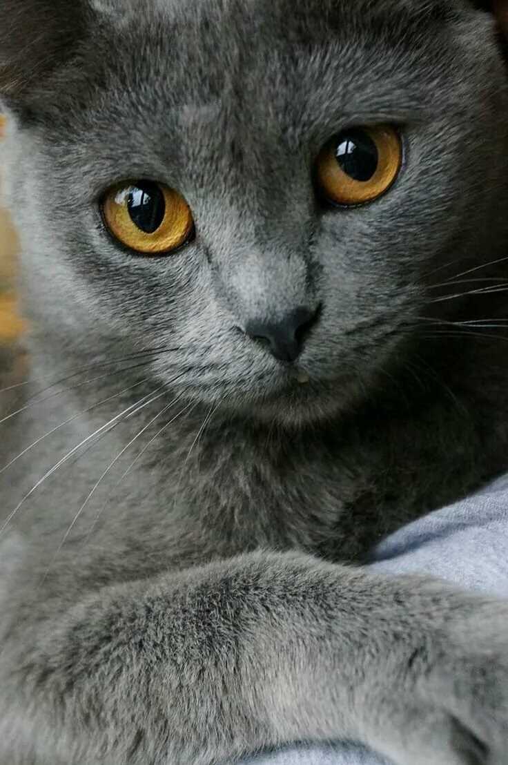 Характер и поведение серых кошек с жёлтыми глазами