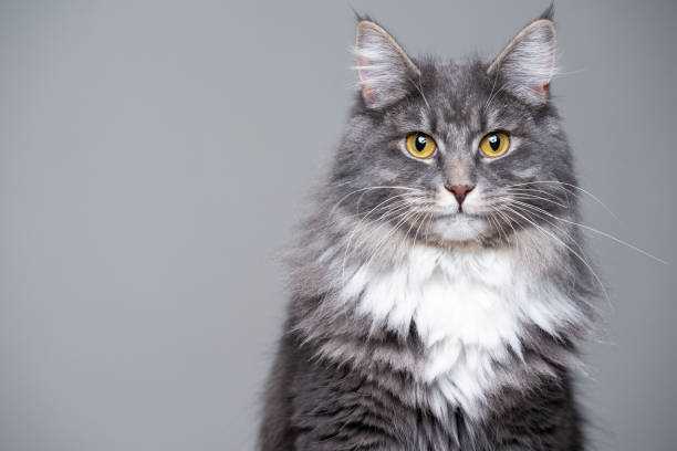 Как называется порода однотонных серых кошек с жёлтыми глазами?